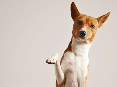 Mutuelle chien